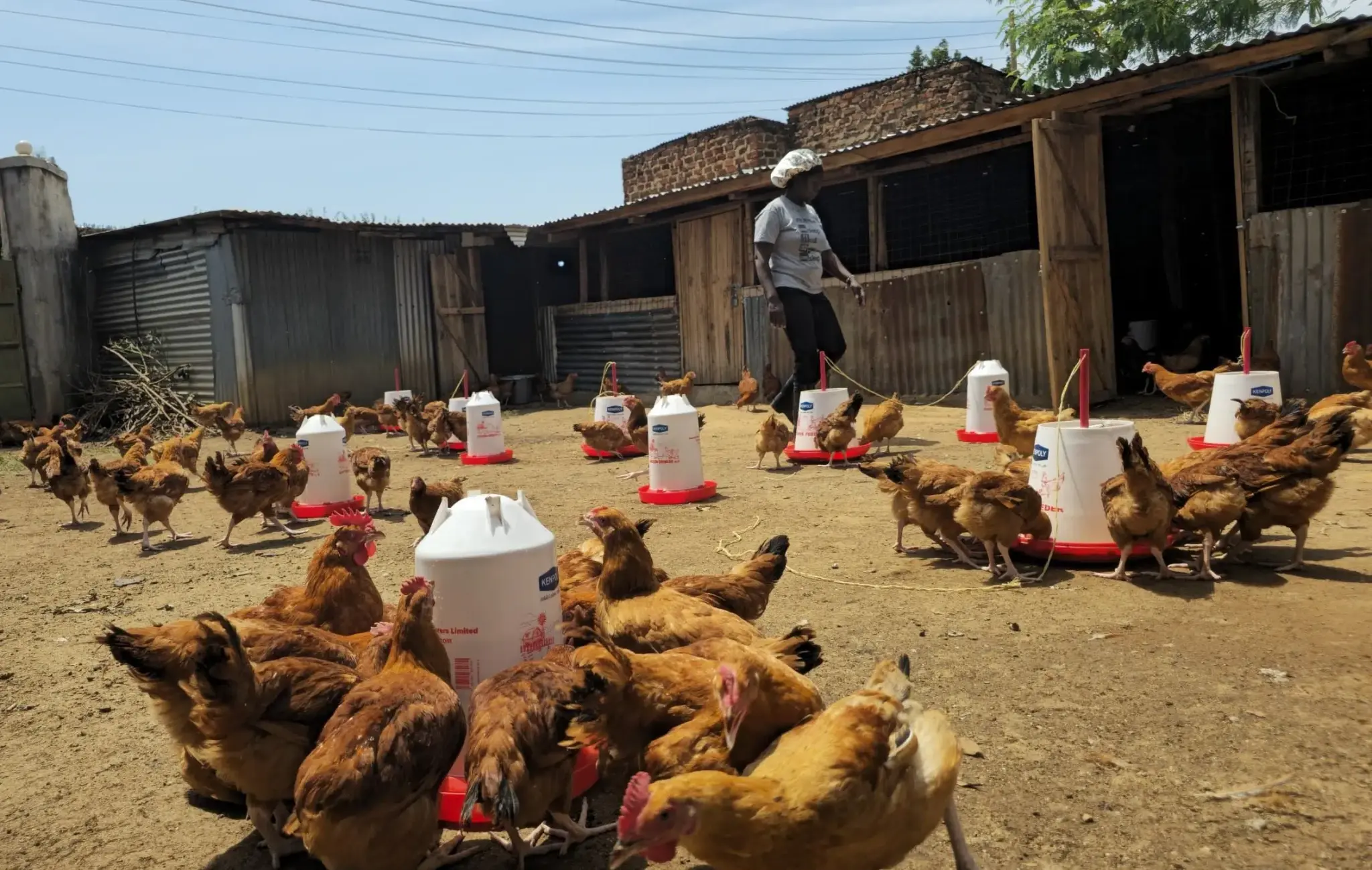 Live Chickens