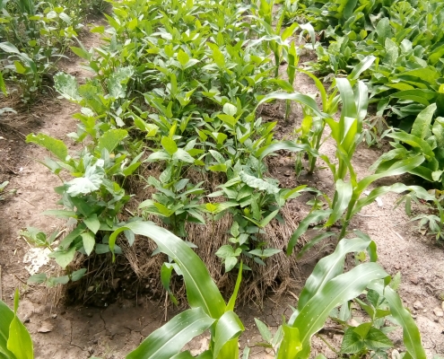 Community Garden Greens