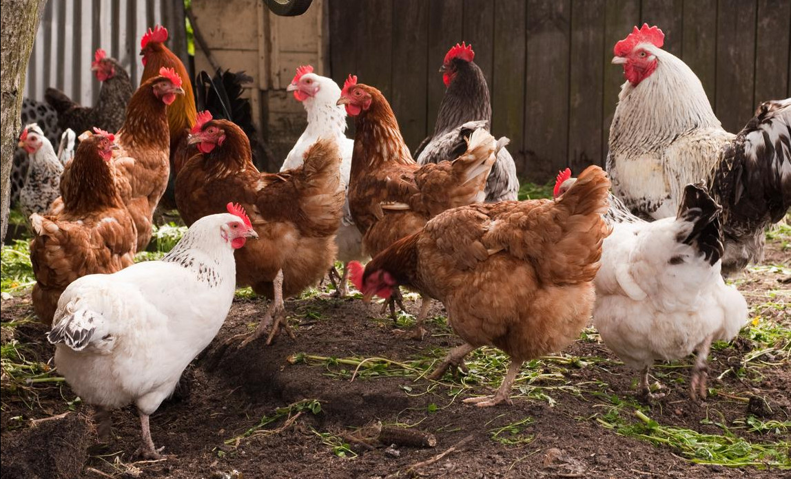 amanihome-market chickens and farm products